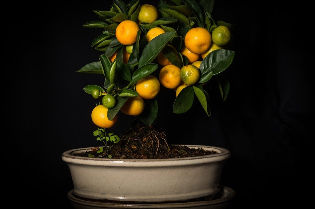 The Cult of Chinotto, Italy's National Soda - Pinocchio's Pantry - Authentic Italian Food